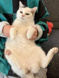 ちょいと、猫のはなしでも。