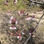 後楽窯跡地の3月 桜がちらほら @わたし雑貨店