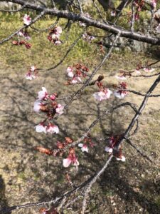 後楽窯跡地の3月 桜がちらほら @わたし雑貨店