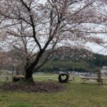 桜の現状報告と匂いで誰かを思い出す、的な話し。