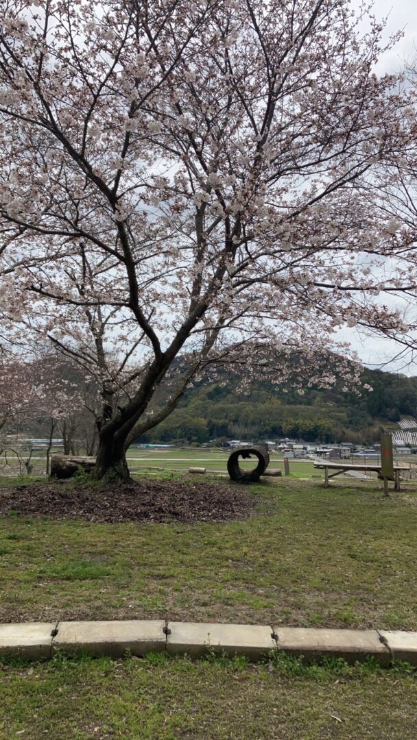 桜の現状報告と匂いで誰かを思い出す、的な話し。