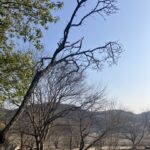 後楽窯は桜の季節 @わたし雑貨店 岡山東区 買取り