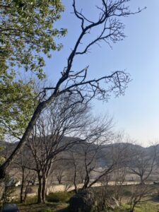 後楽窯は桜の季節 @わたし雑貨店 岡山東区 買取り