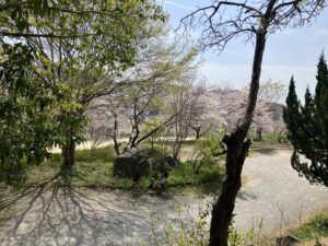 さくらさいたよ　岡山　東区　買取り　＠わたし雑貨店