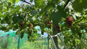 ぶどうさまの変化　＠わたし雑貨店　岡山　東区　買取り
