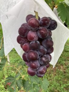 ぶどうさまの変化　続　＠わたし雑貨店　岡山　買取り　