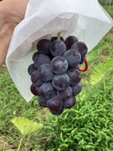 ぶどうさま　そろそろ収穫　＠わたし雑貨店　岡山　買取り　東区