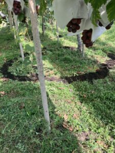 ぶどうさま　ことしもありがとう　岡山　買取り　＠わたし雑貨店