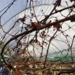 ぶどうの剪定　畑をたのしむ　＠わたし雑貨店