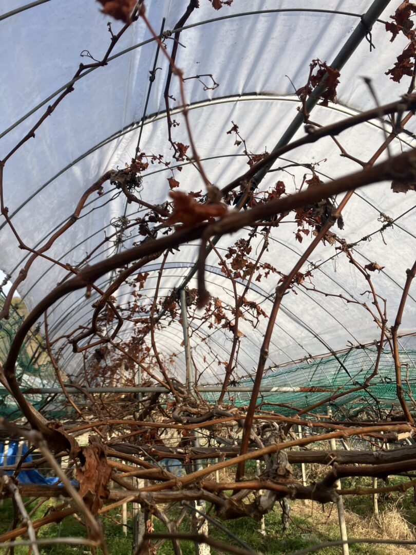 ぶどうの剪定　畑をたのしむ　＠わたし雑貨店