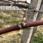 ぶどうさまの剪定②　畑であそぶ　＠わたし雑貨店