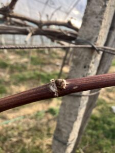 ぶどうさまの剪定②　畑であそぶ　＠わたし雑貨店