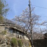 さくら　さいたよ　＠わたし雑貨店　ポスター買取