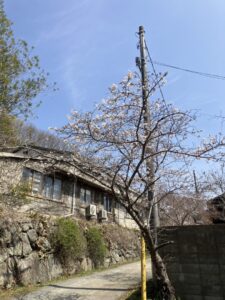 さくら さいたよ @わたし雑貨店 ポスター買取