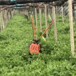 草刈りします　＠わたし雑貨店　岡山　買取