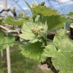 さあ　ぶどうのシーズンだ！！2026　＠わたし雑貨店　岡山市東区