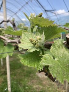 さあ　ぶどうのシーズンだ！！2026　＠わたし雑貨店　岡山市東区